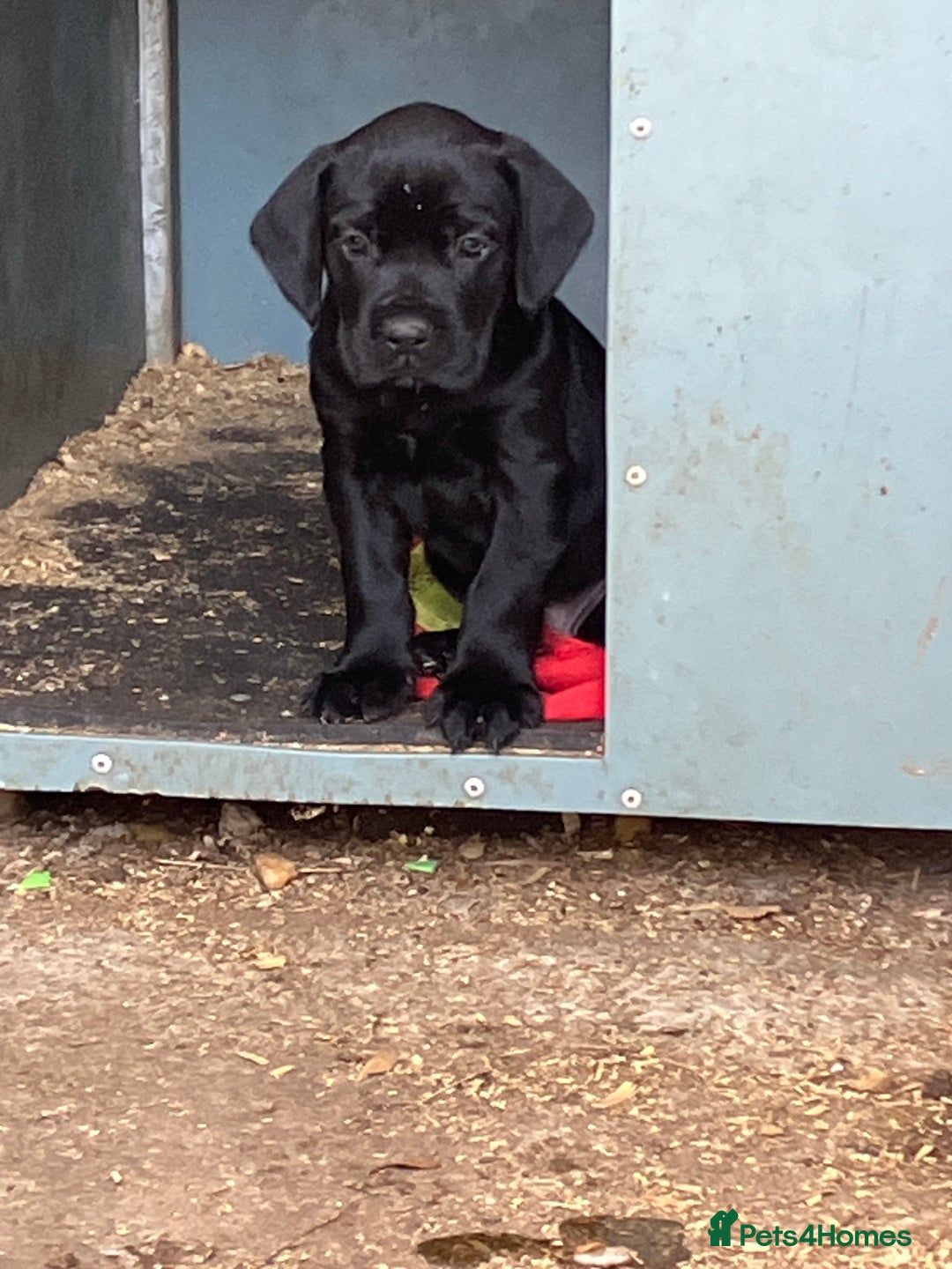 Mixed Breed dogs for sale: PUGGLES - Image 7