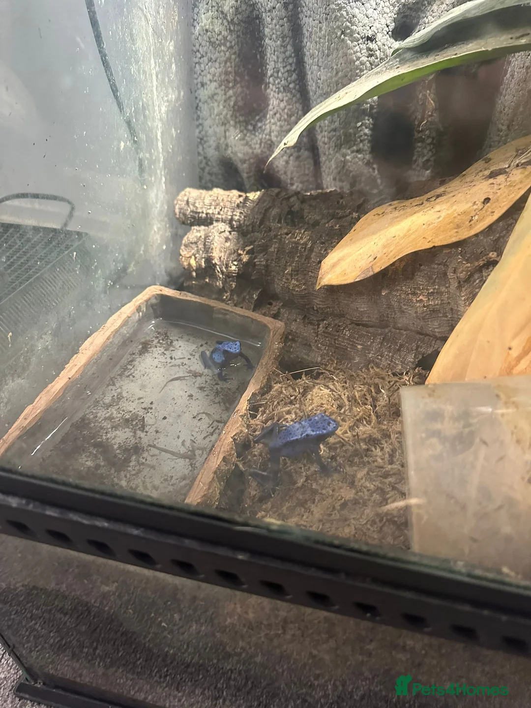 Frog reptiles for sale: Dart frogs - Advert 1