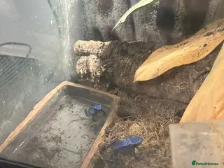 Frog reptiles Dart frogs - Advert 1