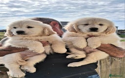 Golden Retriever dogs for sale: Golden Retreiver Puppies  - Image 2