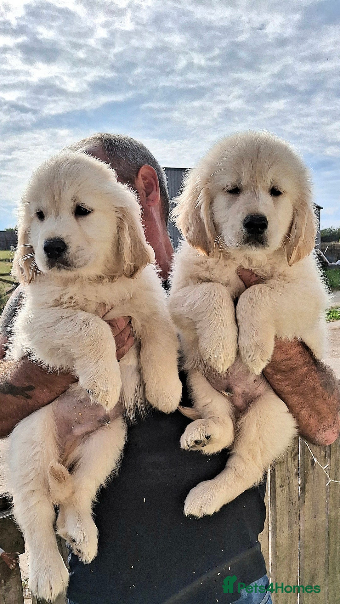 Golden Retriever dogs for sale: Golden Retreiver Puppies  - Image 2