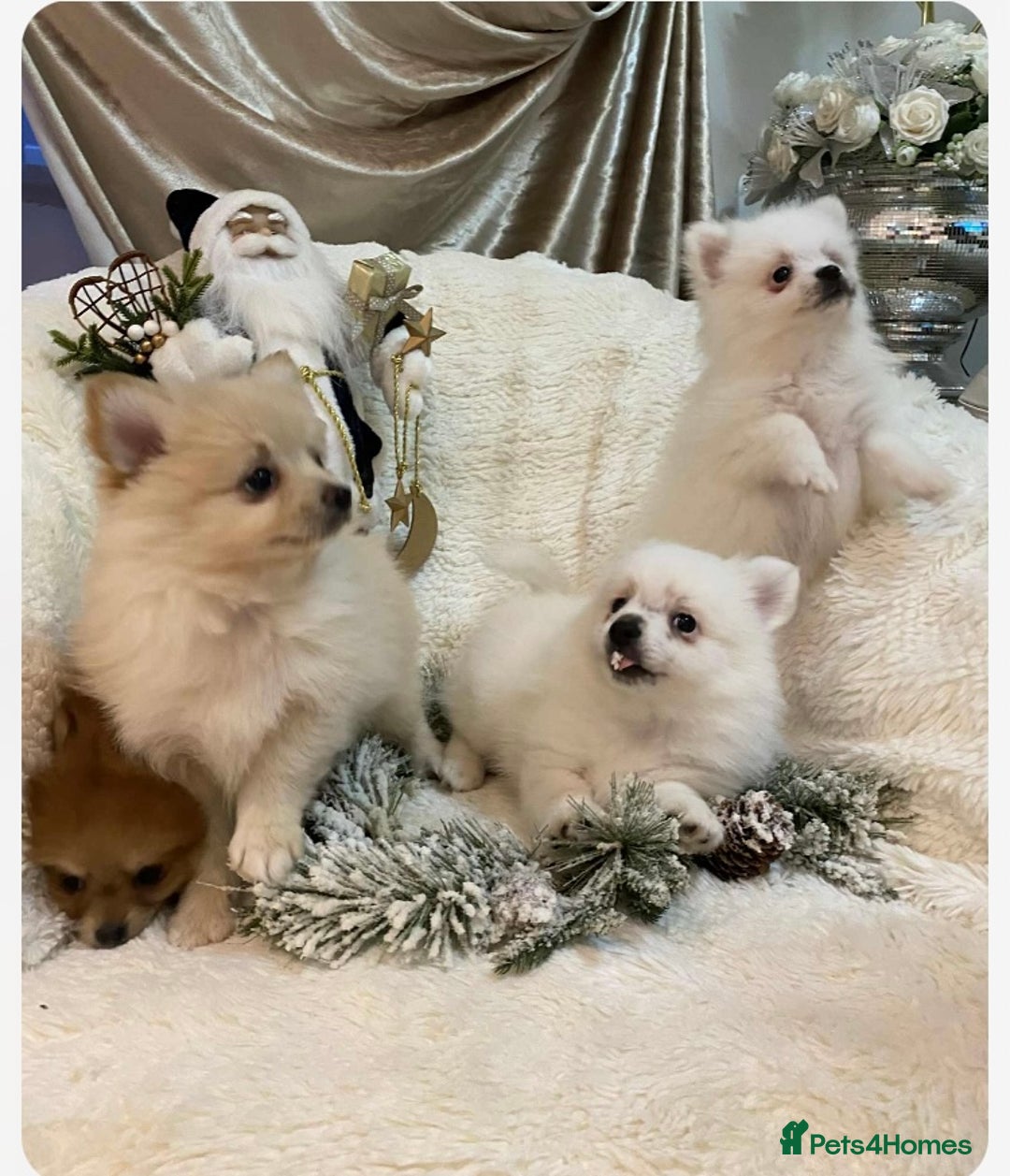 Pomeranian dogs for sale: Pomeranian puppies ready to go… - Advert 12