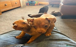 Jack Russell dogs for sale: Beautiful miniature jack russell puppies  - Image 32