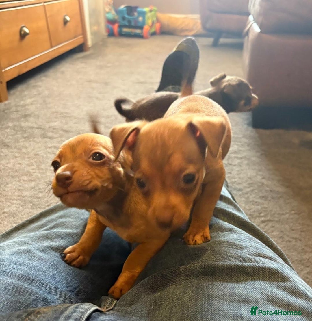 Jack Russell dogs for sale: Beautiful miniature jack russell puppies  - Image 32