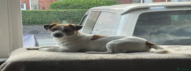 Koda