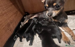 Mixed Breed dogs for sale: Jackawawa - Image 39