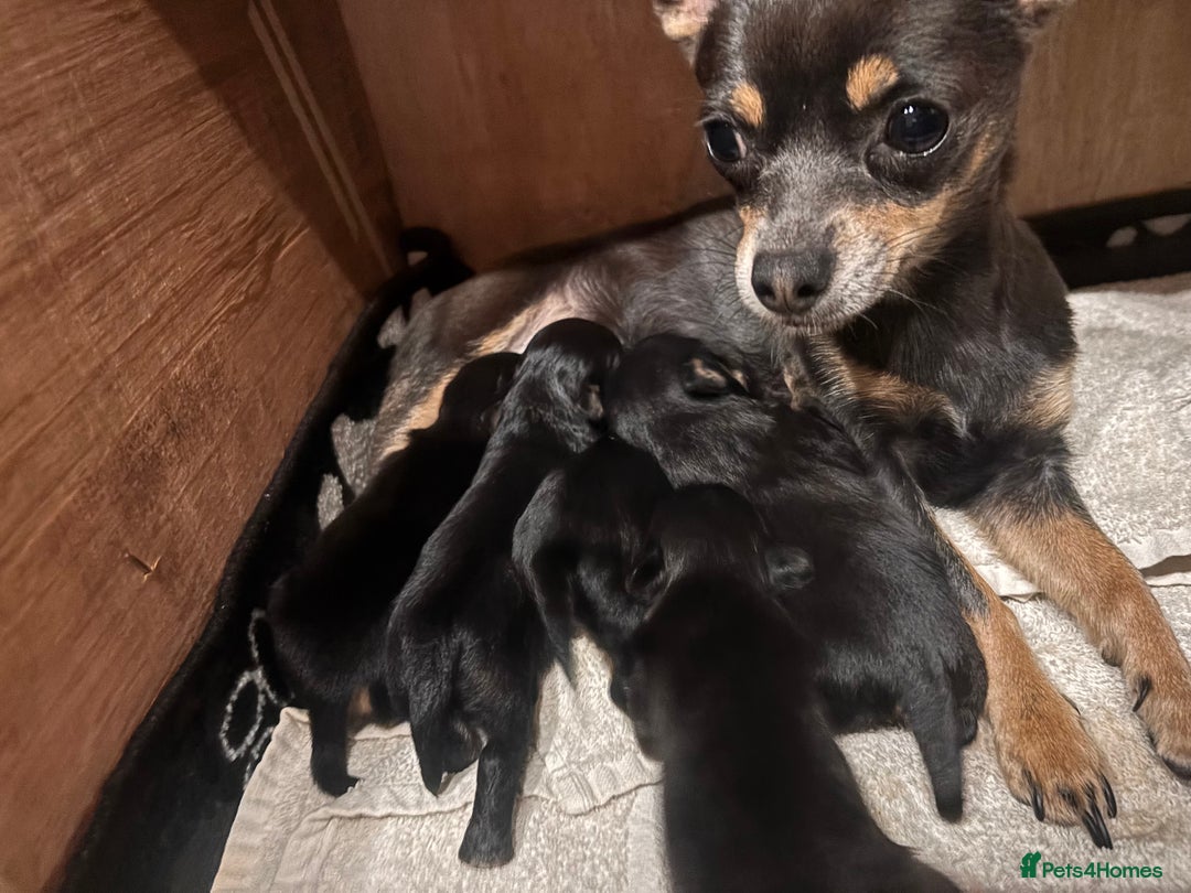 Mixed Breed dogs for sale: Jackawawa - Image 39