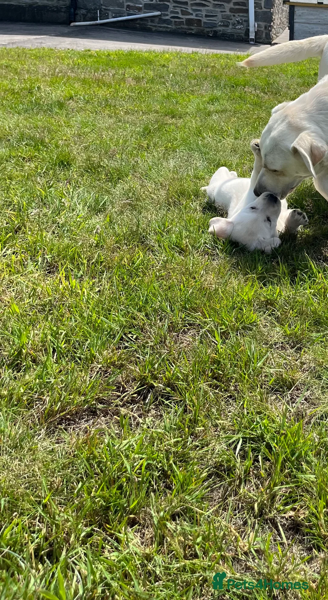 Labrador Retriever dogs for sale: Hip scored fully HEALTH TESTED 0 co-eff chunky 🐶  - Advert 2