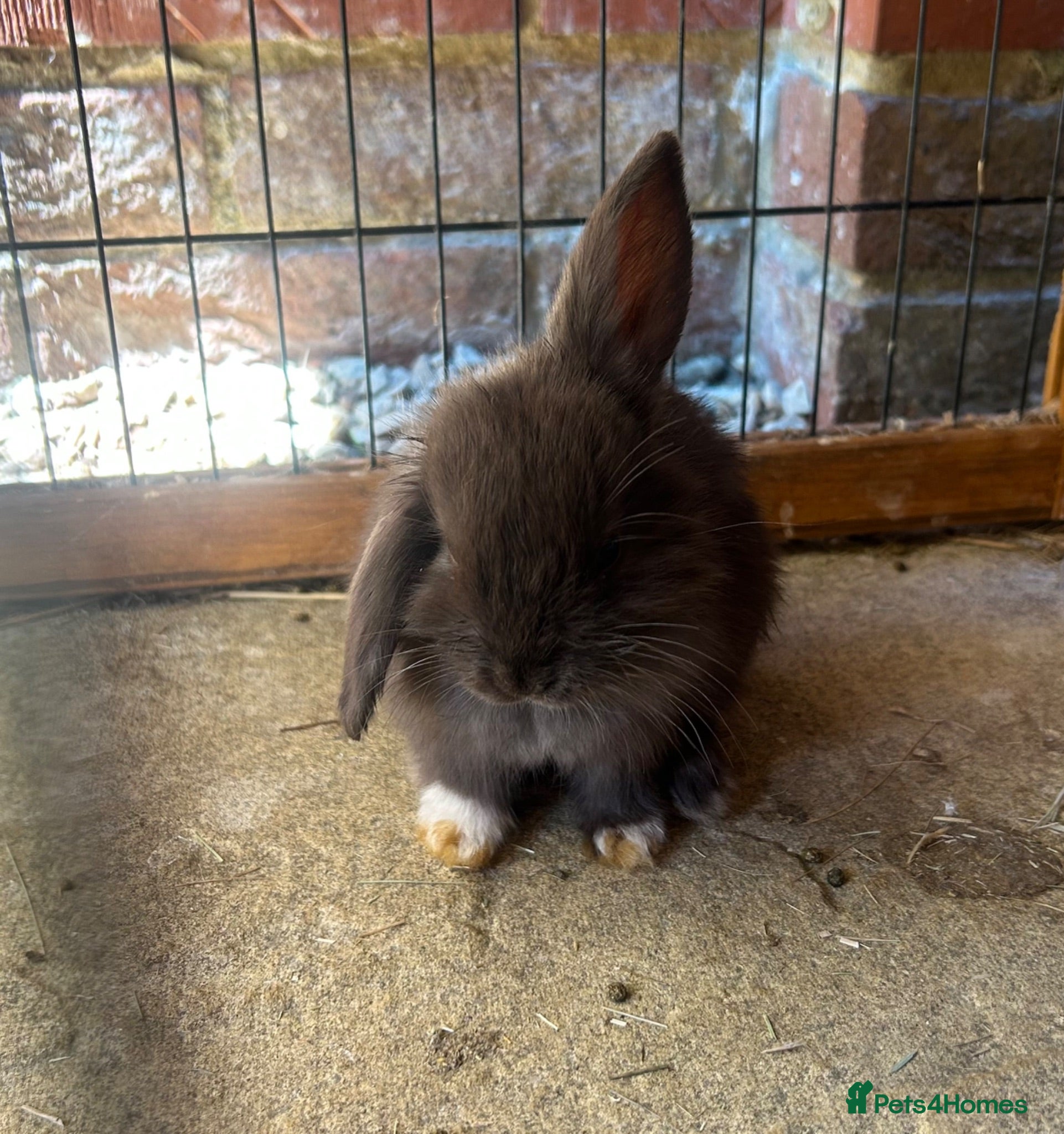 Mini Lop rabbits Beautiful Mini Lop bunnies - range of colours - Advert 2