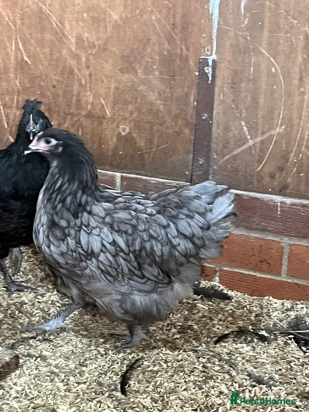 Chickens poultry for sale: Orpington chickens - Advert 3