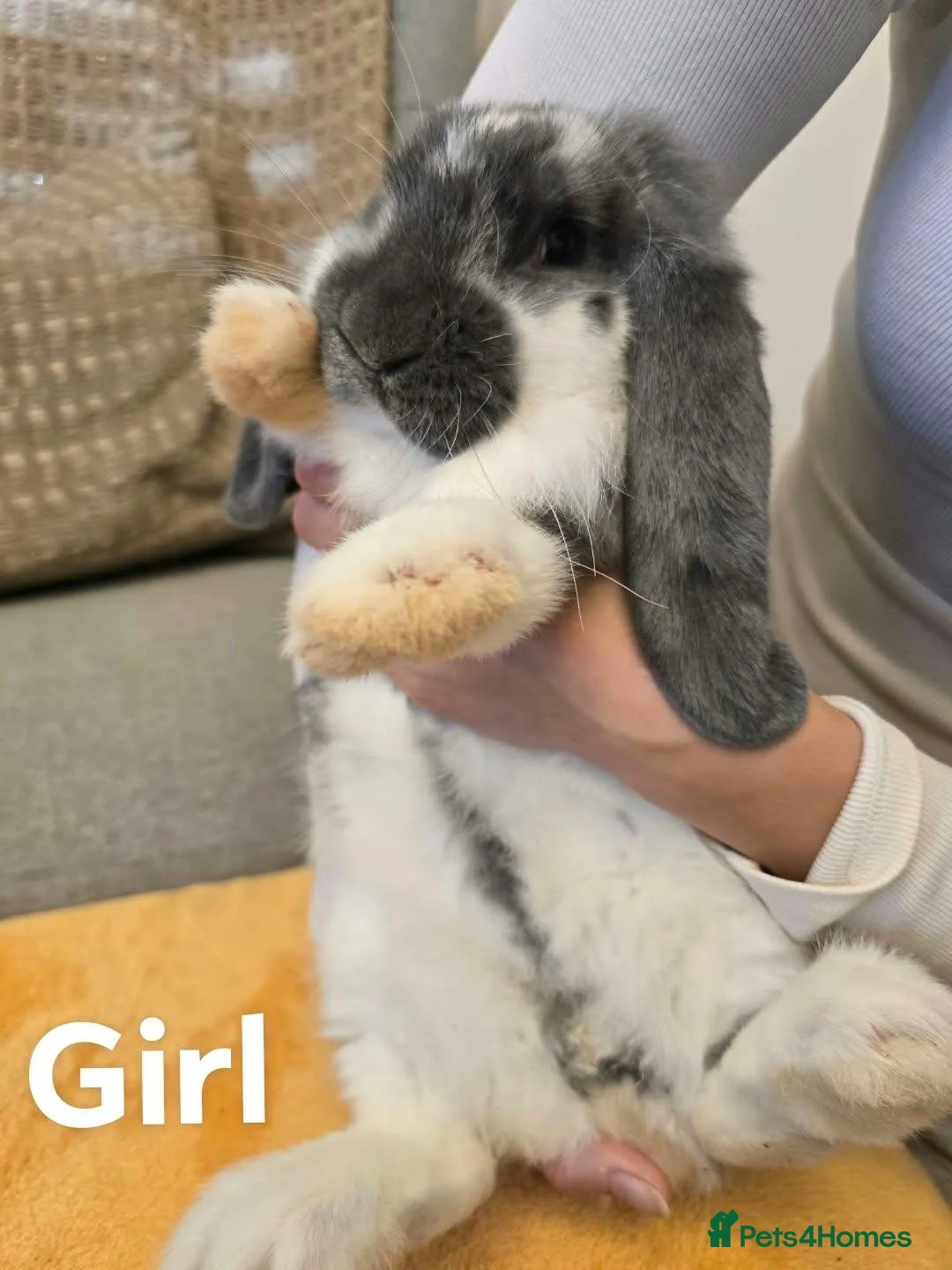 French Lop rabbits for sale: Pure Bread French Lops  - Advert 11