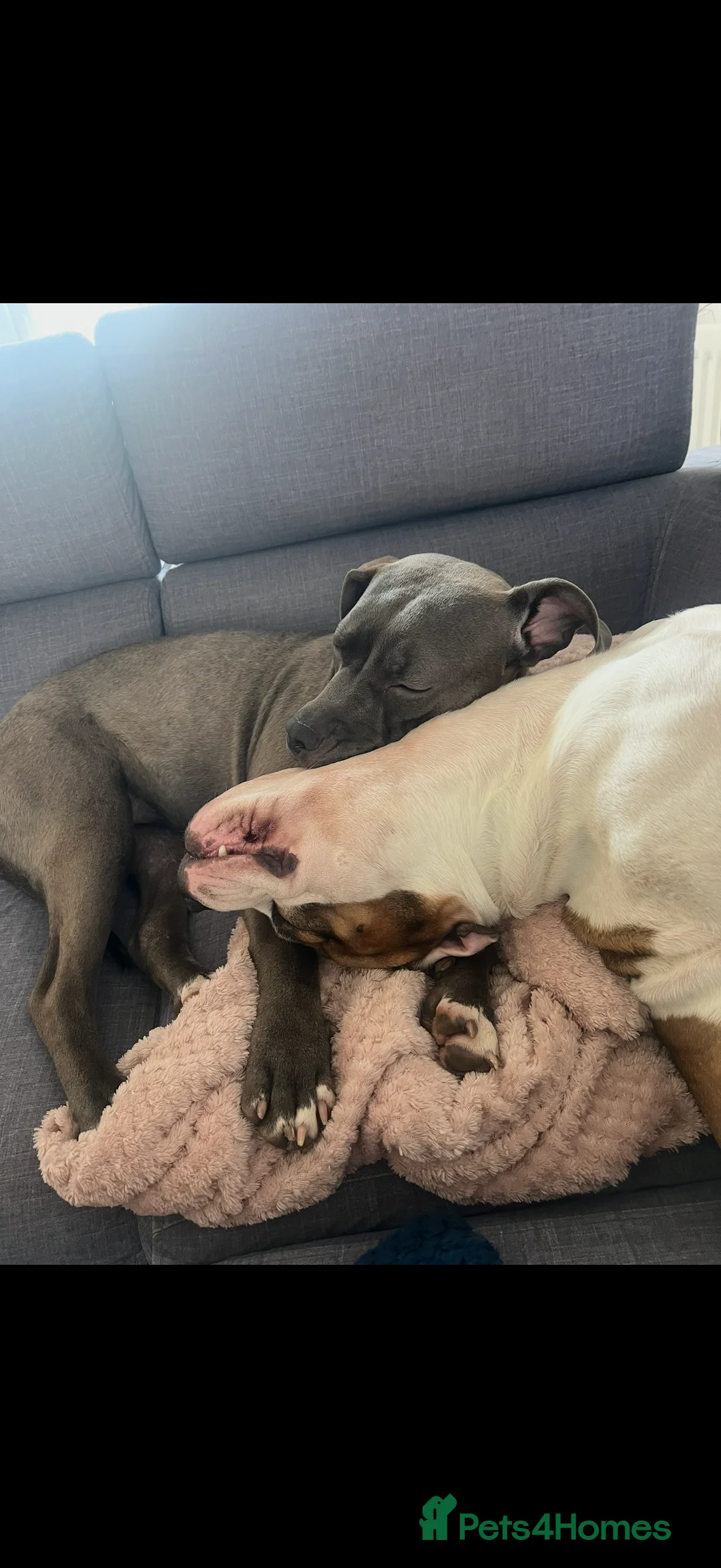 American Bully dogs for sale: American bully classic puppies for sale  - Advert 4