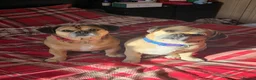 Mixed Breed dogs for stud: Outstanding Gentle Puggle Stud  in Solihull - Advert 3