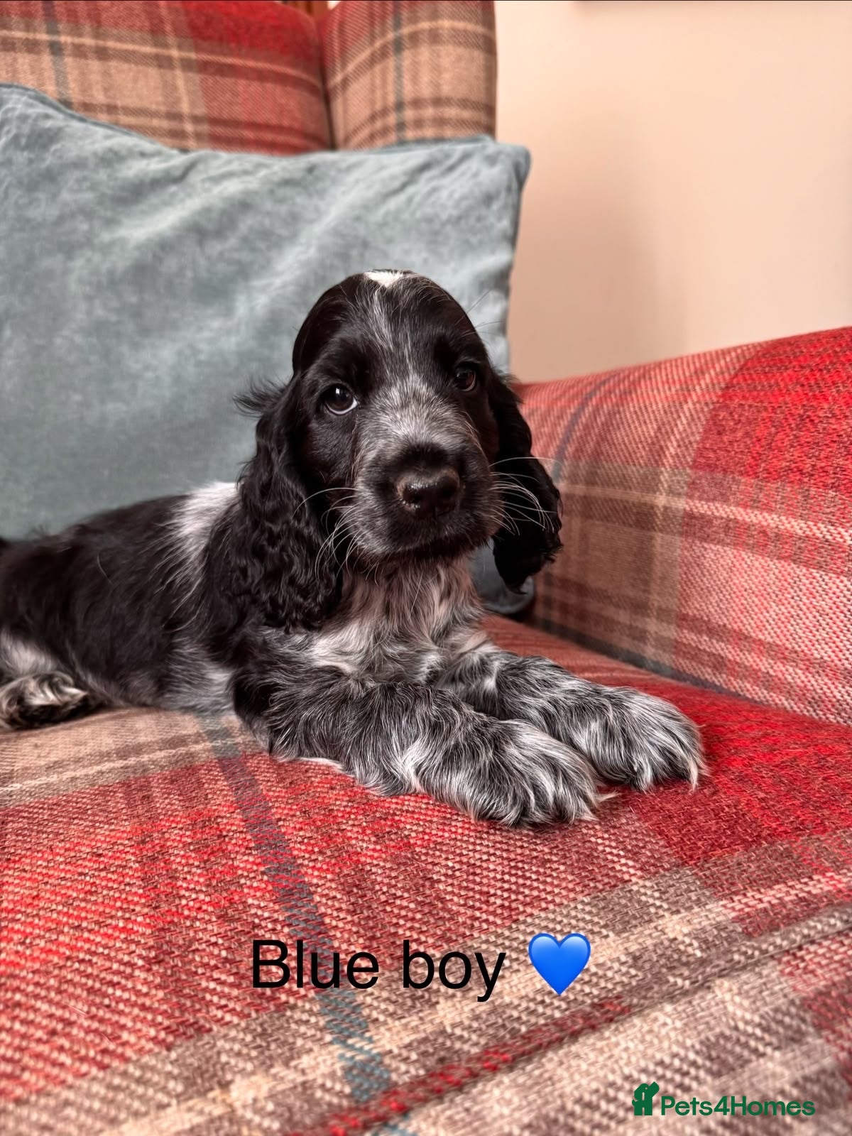 Cocker Spaniel dogs KC registered, health tested, show type puppies  - Advert 1