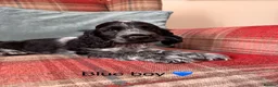Cocker Spaniel dogs for sale: KC registered, health tested, show type puppies  - Advert 1