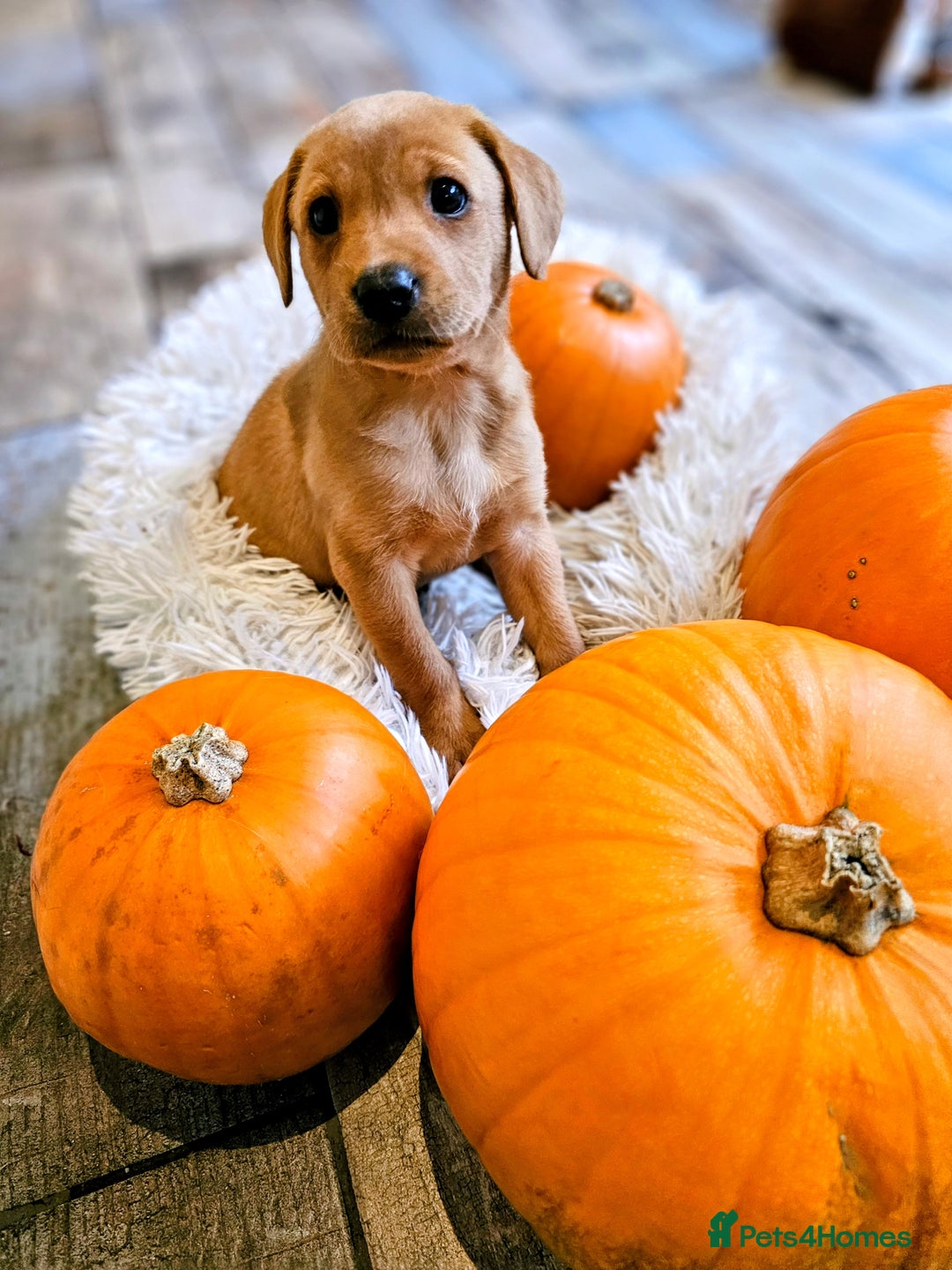Labrador Retriever dogs for sale: Red Fox Labrador . Ready to Leave 😘 - Image 20