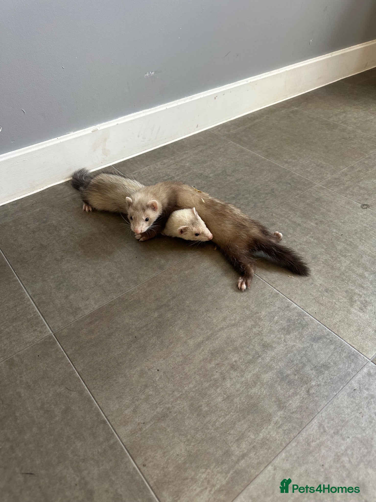 Ferret rodents 2 x Ferrets & setup - Advert 15