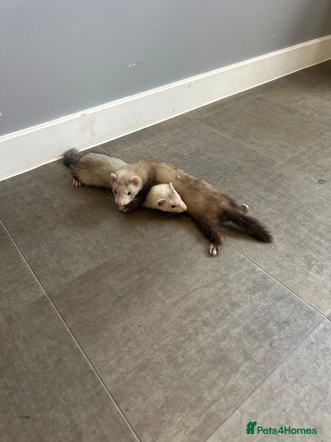 Ferret rodents for sale: 2 x Ferrets & setup - Advert 1