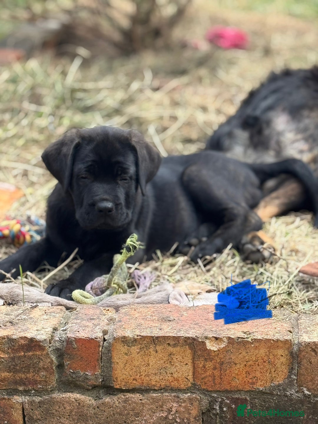 Mixed Breed dogs for sale: German Shepherd cross Mastiff - Image 25