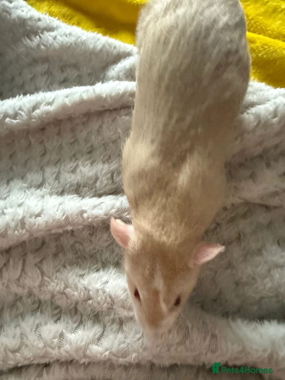 Rat rodents for sale: Male rats for rehoming - Advert 10
