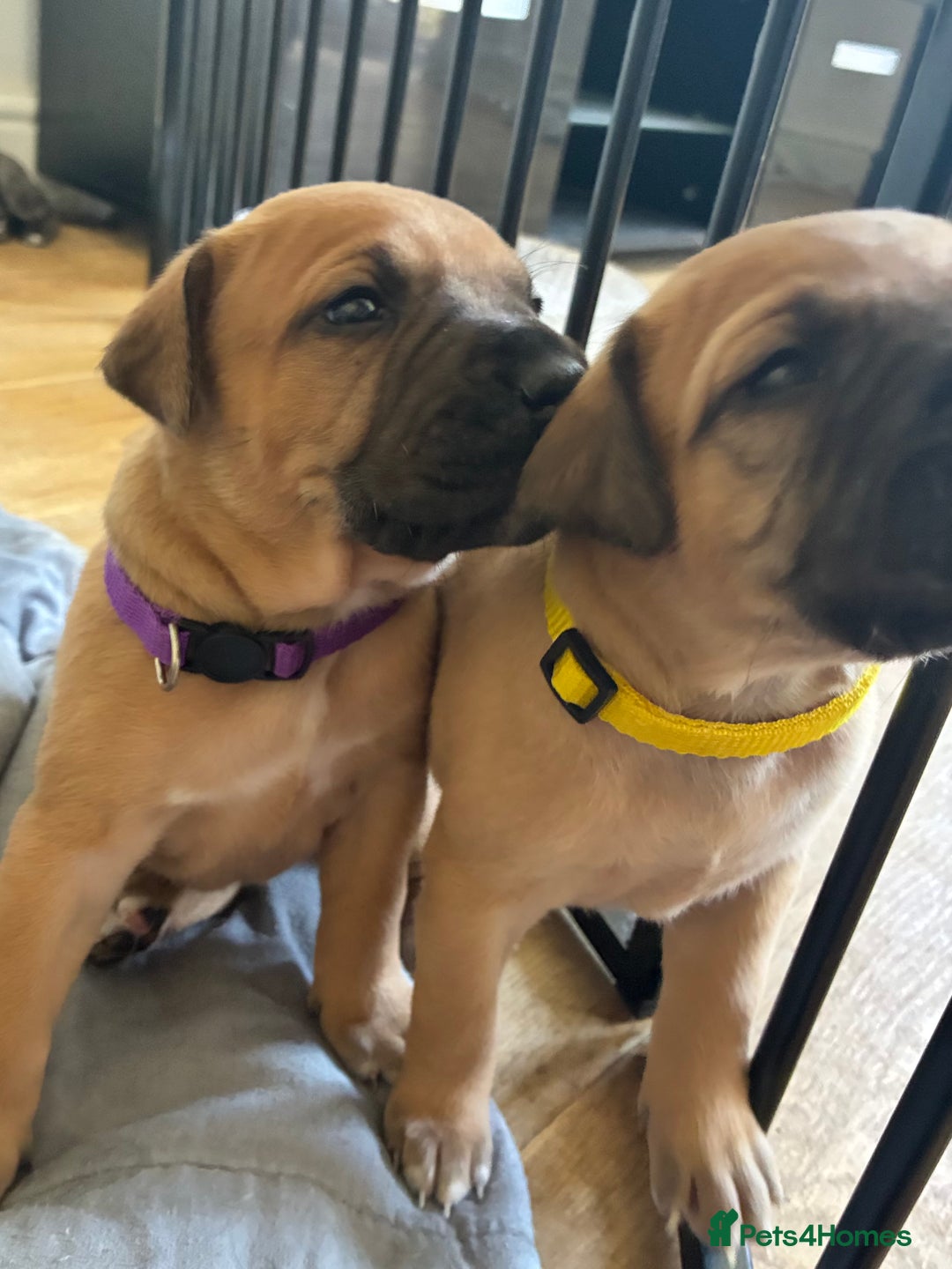 Mixed Breed dogs for sale: Beautiful Presa Mix Pups  - Image 4