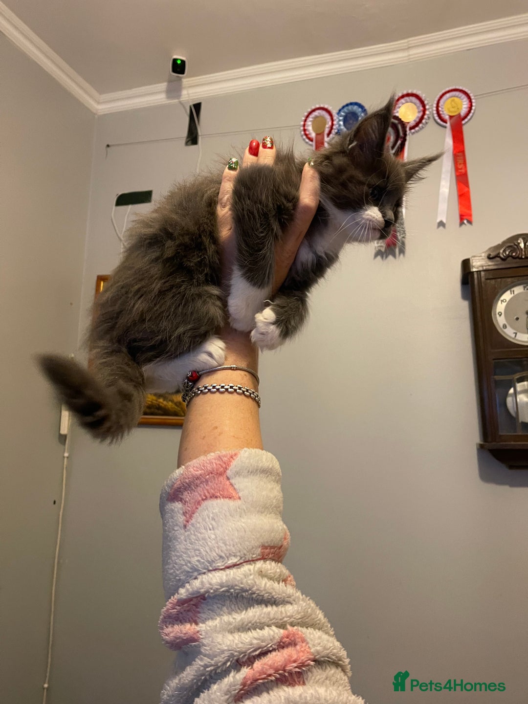 Maine Coon cats for sale: Maine Coon Kittens - Advert 6