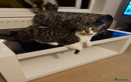Maine Coon cats for sale: Maine coon x sphynx kittens - Image 6