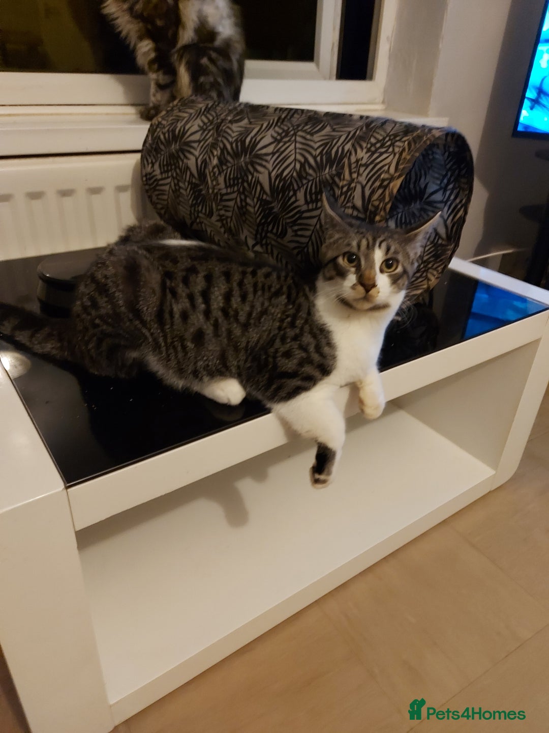 Maine Coon cats for sale: Maine coon x sphynx kittens - Image 6