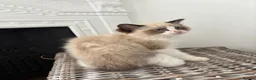Ragdoll cats for sale: 🌟TICA🌟Champion Ragdoll🏆🏆🏆 - Advert 28