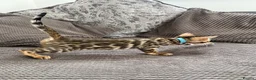 Bengal cats for sale: Stunning full pedigree registered bengal kittens  - Advert 28