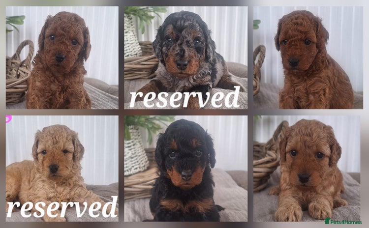 Labradoodle dogs - Advert 1