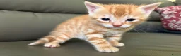 Mixed Breed cats for sale: Available Now - 2 Ginger & 1 Black Kitten - Advert 32