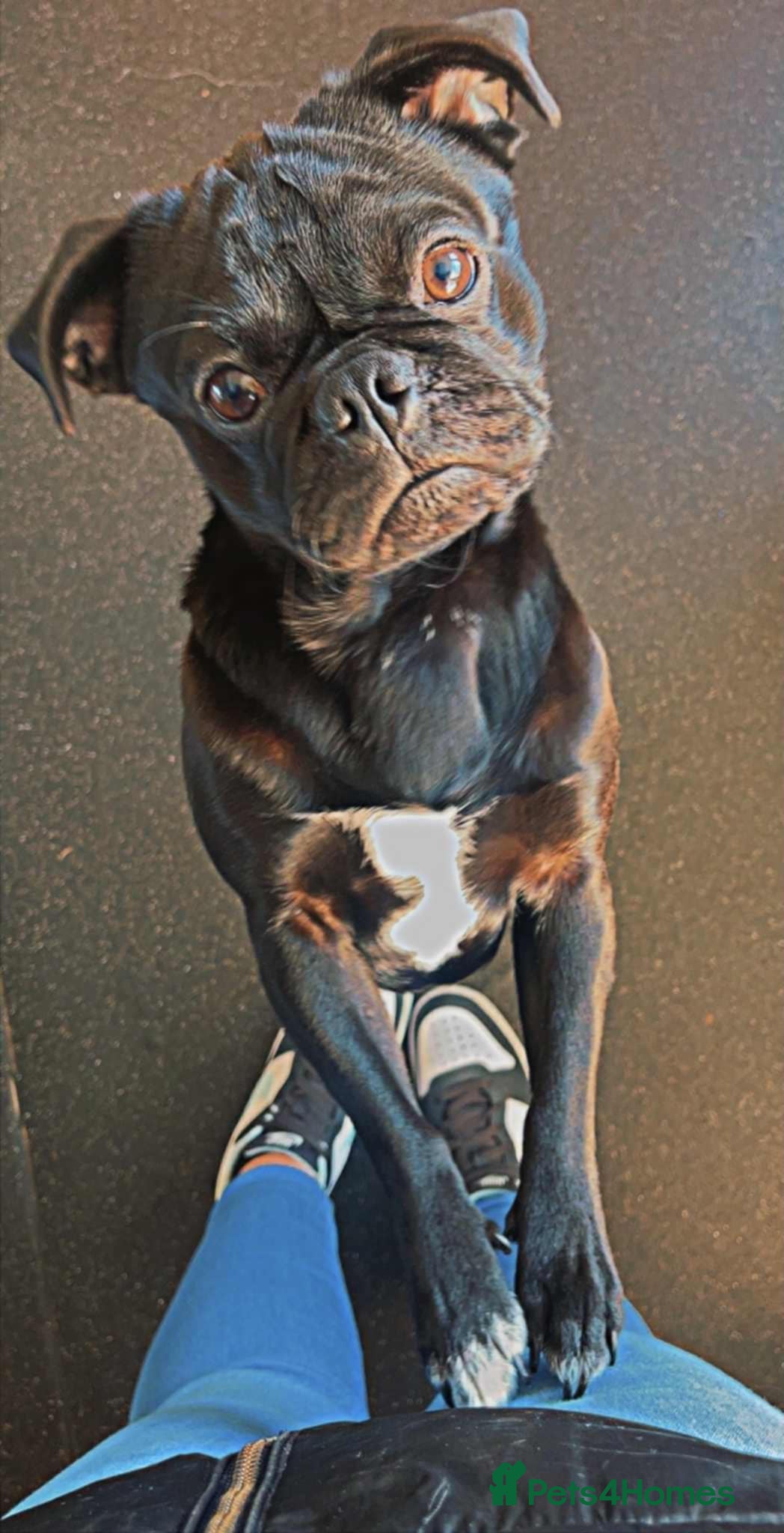 Pug dogs Milo the pug  - Advert 10