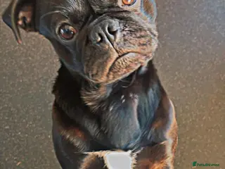 Pug dogs Milo the pug - Advert 10