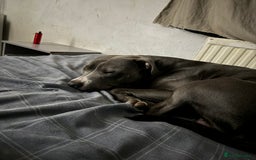 Staffordshire Bull Terrier dogs for sale: Blue  - Image 4