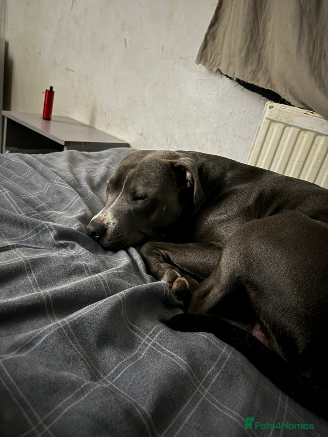 Staffordshire Bull Terrier dogs for sale: Blue  - Image 4