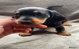 Dachshund dogs for sale: READY TO GO ! STUNNING MINI DACHSHUND - Image 3