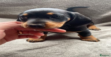 Dachshund dogs - Advert 3
