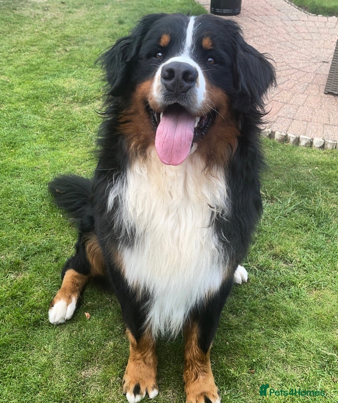 Bernese Mountain Dog dogs for stud: 🔥 CRUZ💥 TOP QUALITY BERNESE MOUNTAIN DOG STUD in Whitehaven - Image 24