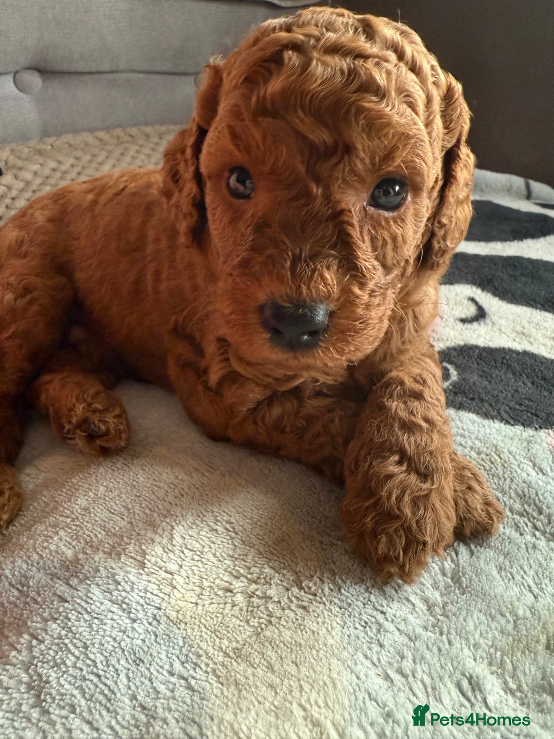 Miniature Poodle dogs for sale: KC Registered Mini Poodles ❤️ - Image 6
