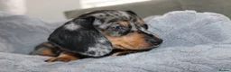 Dachshund dogs for sale: LAST 2 DACHSHUNDS LOOKING FOR THEIR FOREVER HOMES - Advert 6