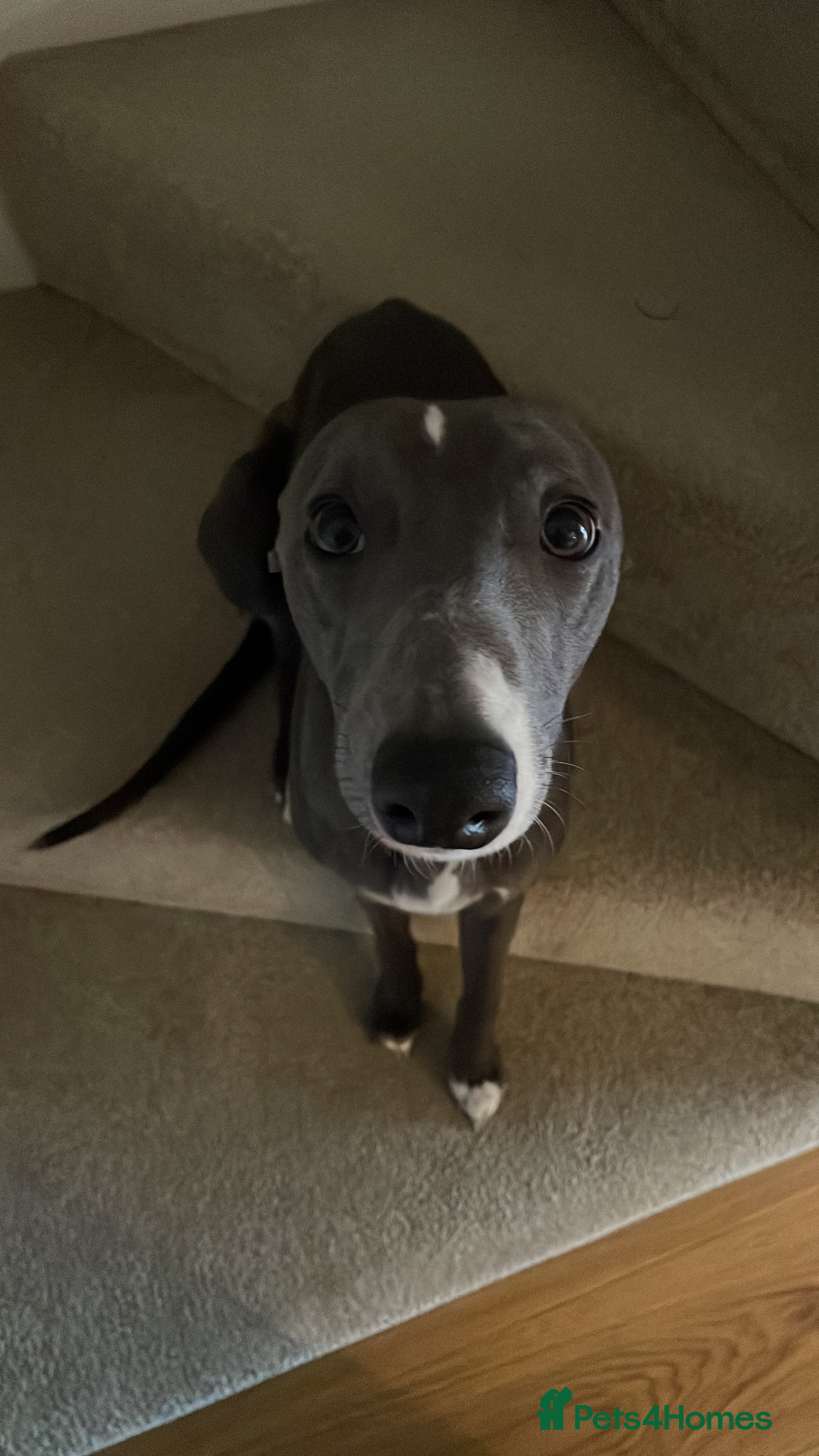 Whippet dogs 11 month old whippet puppy  - Advert 1