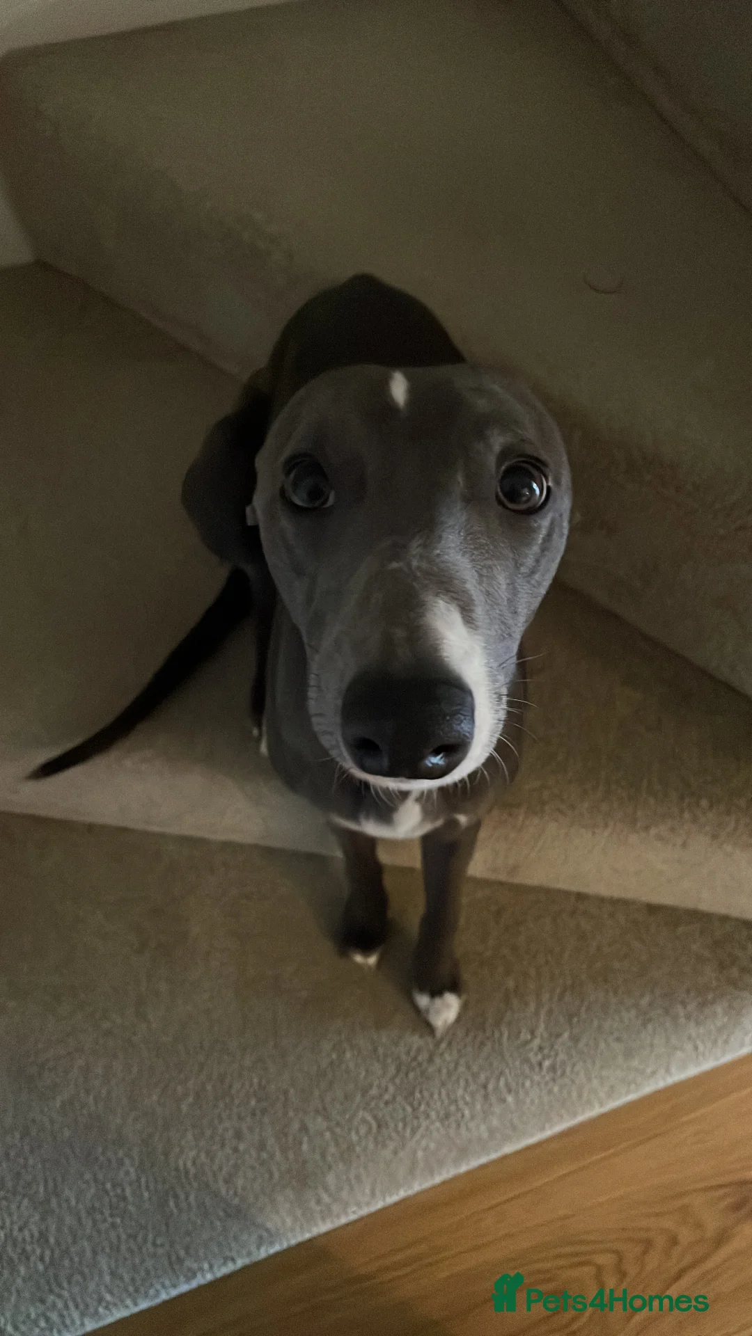 Whippet dogs for sale: 11 month old whippet puppy  - Advert 1