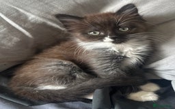 Mixed Breed cats for sale: Beautiful mixed breed kittens - Image 5