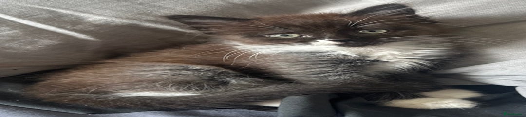 Mixed Breed Kitten 3