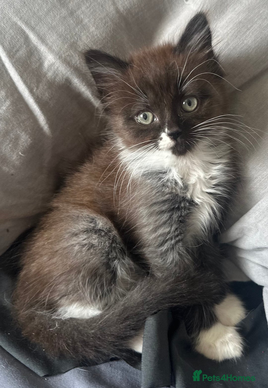 Mixed Breed cats for sale: Beautiful mixed breed kittens - Image 5