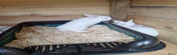 Mixed Breed rabbits for sale: Californian cross New Zealand Rabbits  - Advert 11