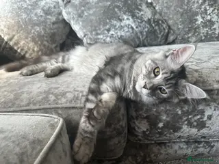 Maine Coon cats XXL Maine Coons Kittens Champion Sired - Advert 11