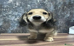 Dachshund dogs for sale: Miniature dachshund puppies  - Image 1