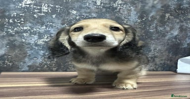 Dachshund dogs - Advert 6